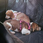 Puppies Sleeping in a car