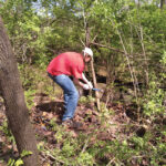 Woman-in-a-red-shirt-using-an-axe-on-overgrowth