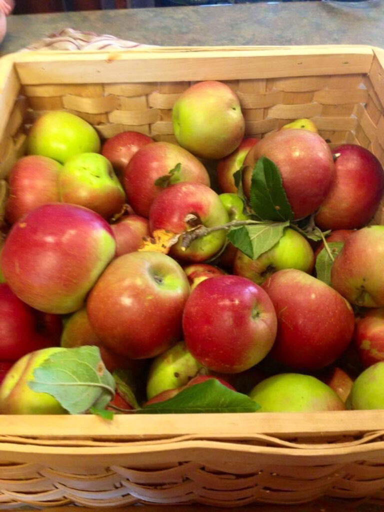 Basket of Freshly Picked Apples