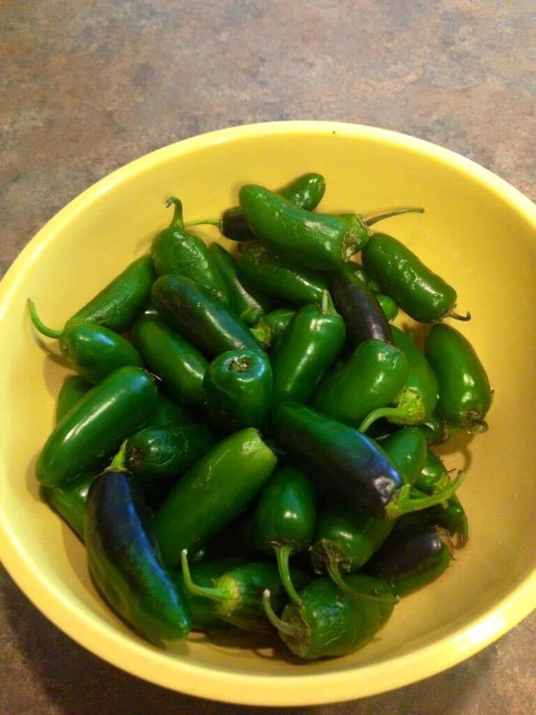 Bowl of Freshly Picked Jalapenos