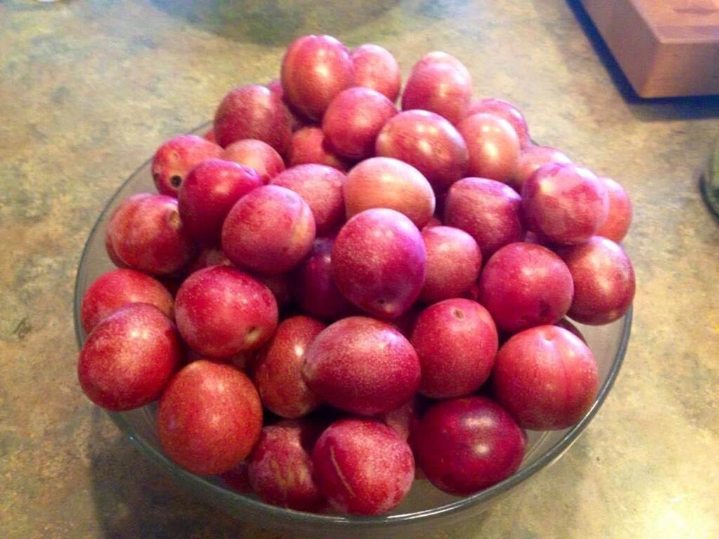 Bowl of Freshly Picked Plums