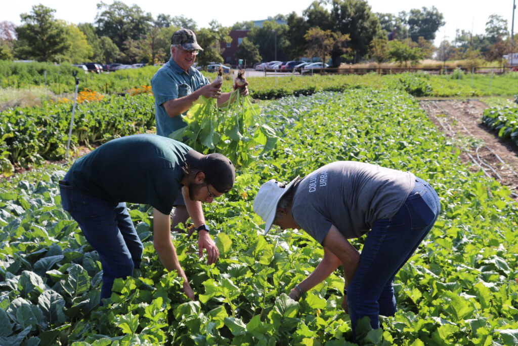 CCUA Volunteers Picking Produce at Farm Rows