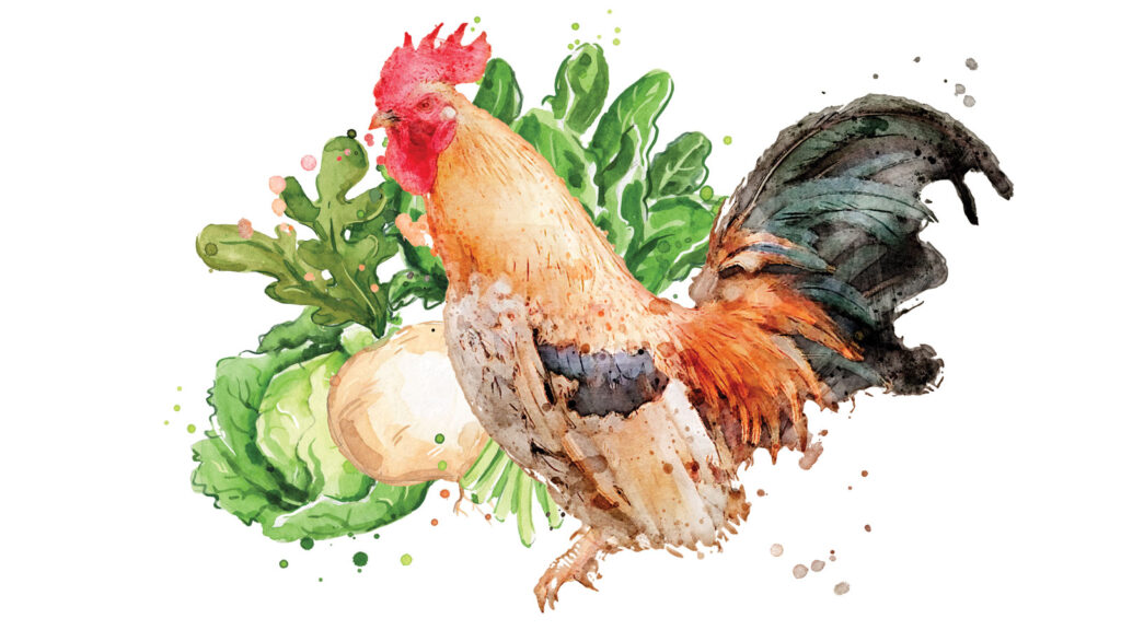 A watercolor illustration of a chicken, turnip and greens