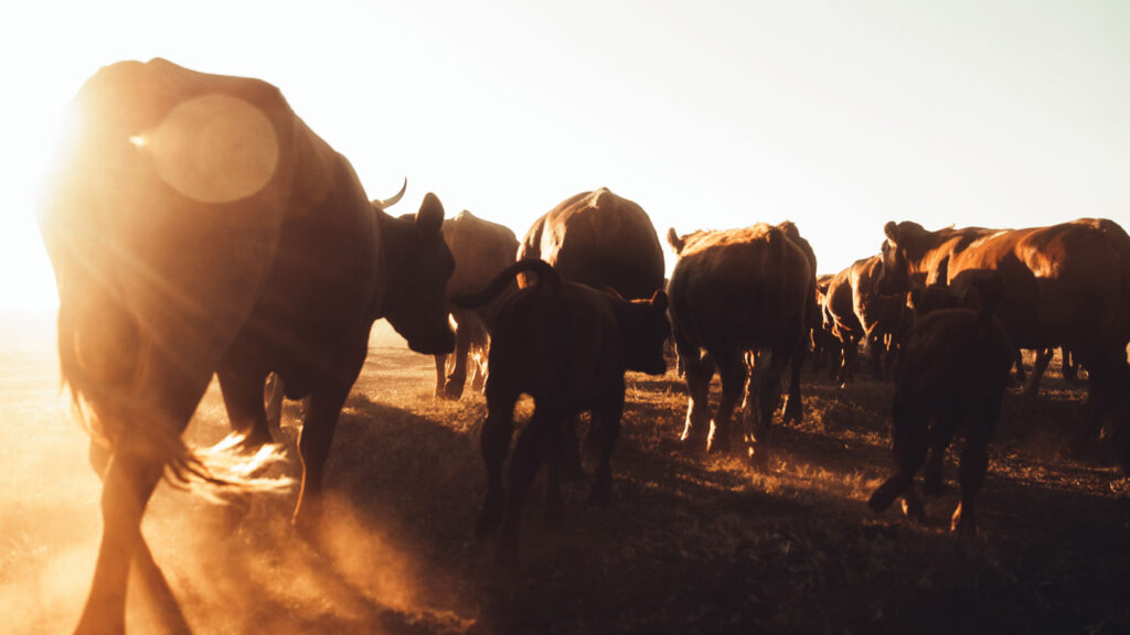 Livestock in a field against sunset