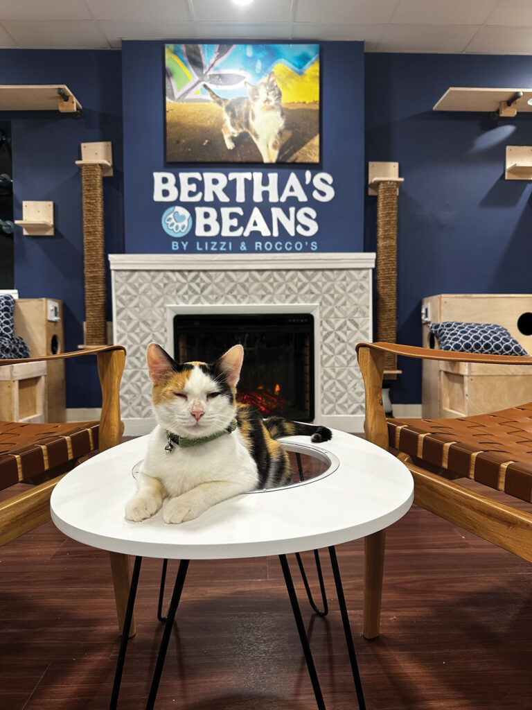 Cat Poses in Berthas Beans by Lizzi and Roccos