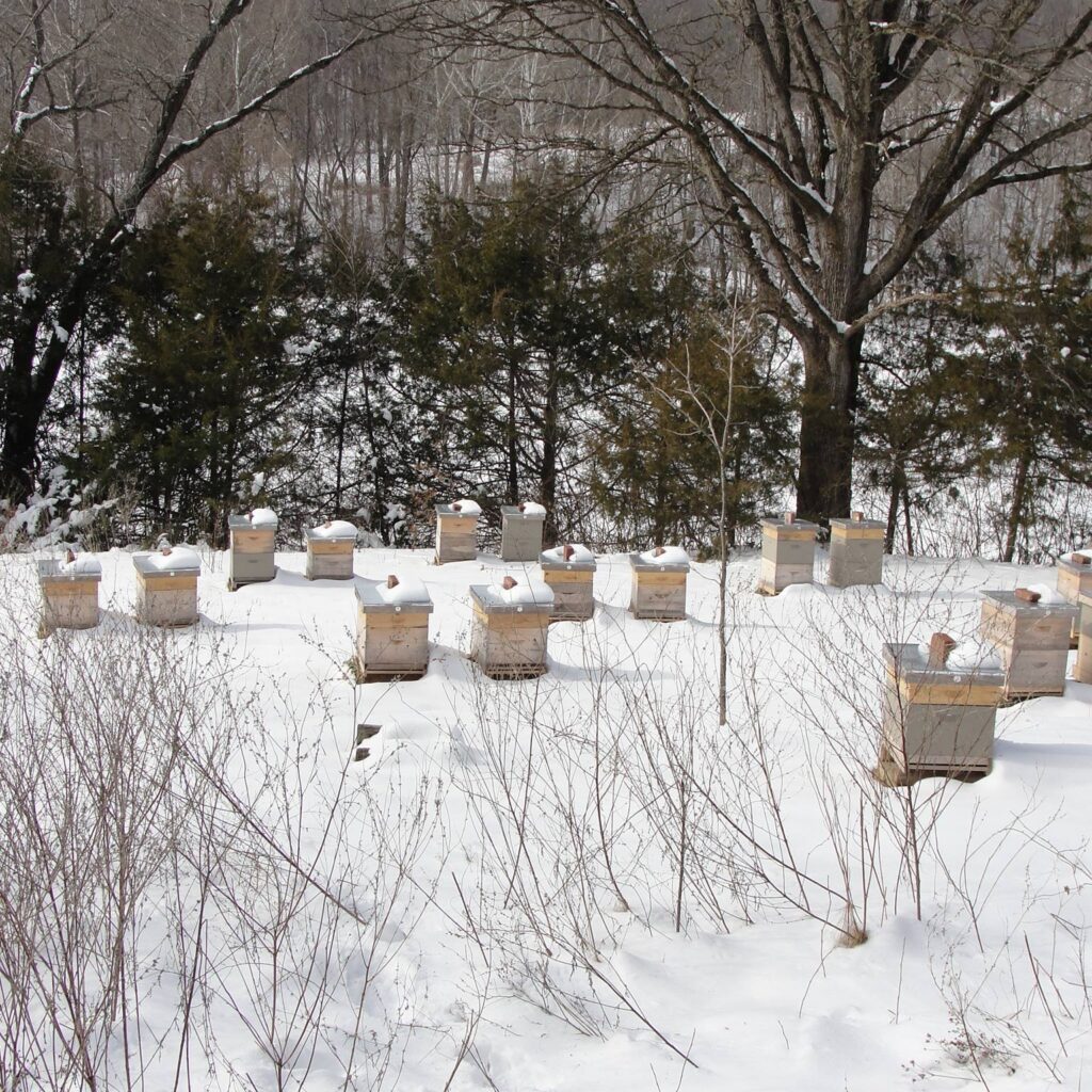 Winter Bee Yard