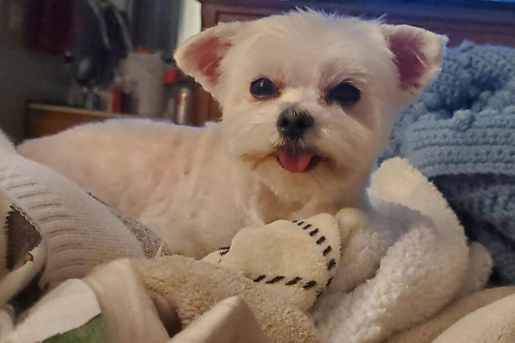 A 5 pound teacup Maltese named Izzy looks at the camera with her tongue out.