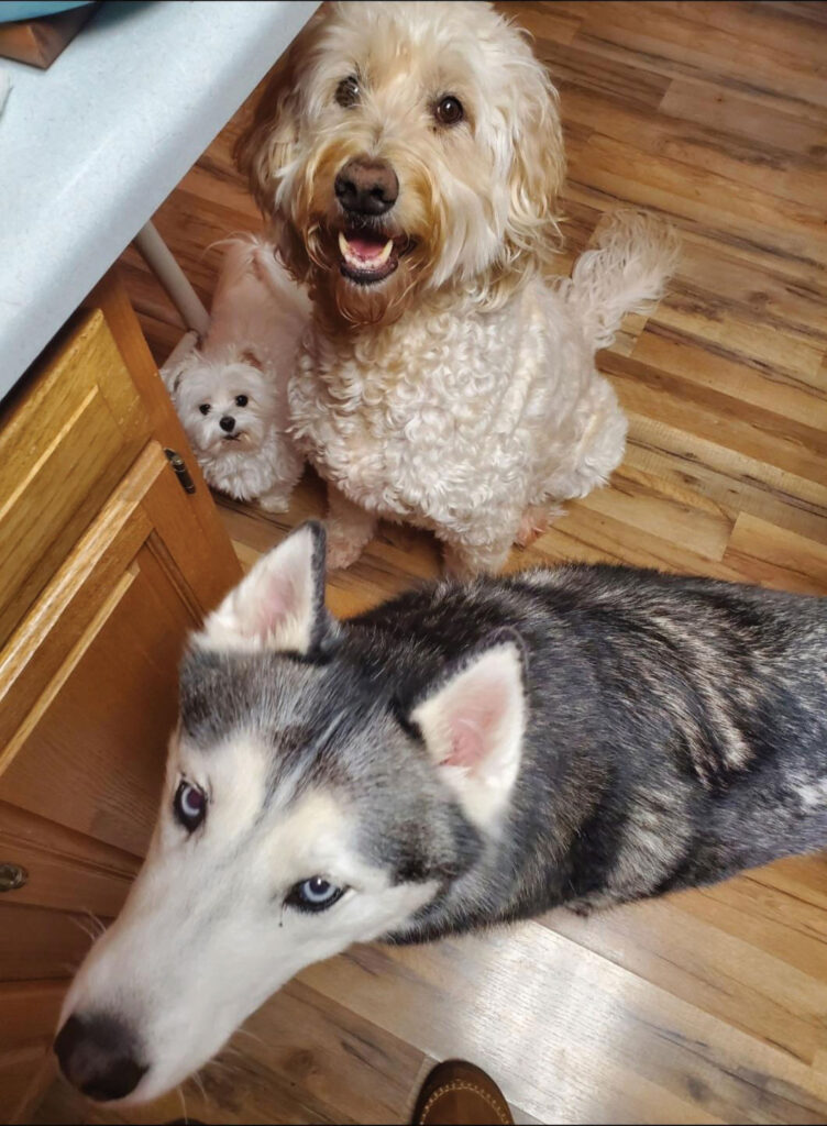 Izzy the teacup Maltese, Abby the Goldendoodle, and Maverick the Husky.