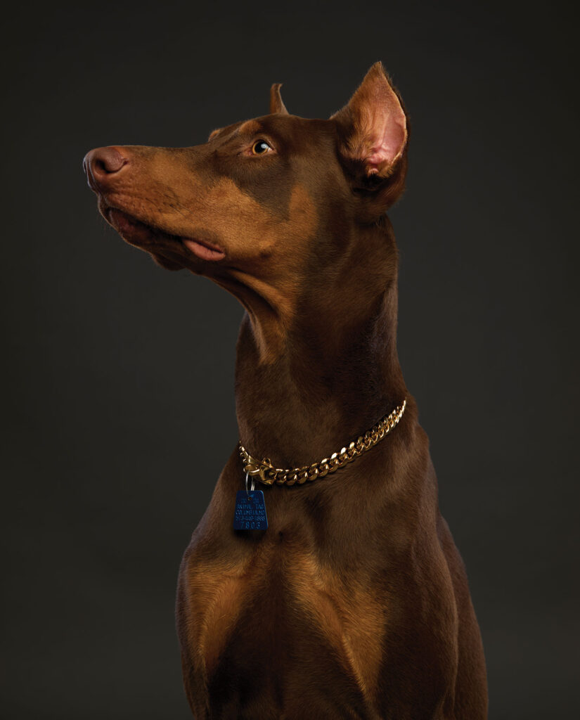 Prince the Doberman Pinscher models a Columbia license tag