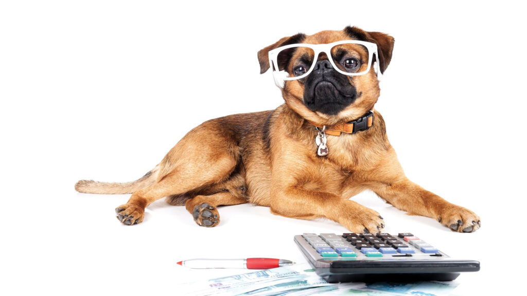 Small Pug dog wearing glasses sitting with calculator.