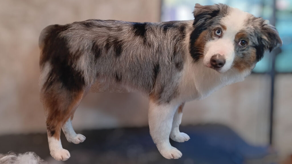 Featured Fast And The Fuzziest Dog Grooming