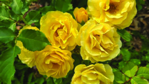 Featured Yellow Roses From Editor Jodie Jackson Jr Garden