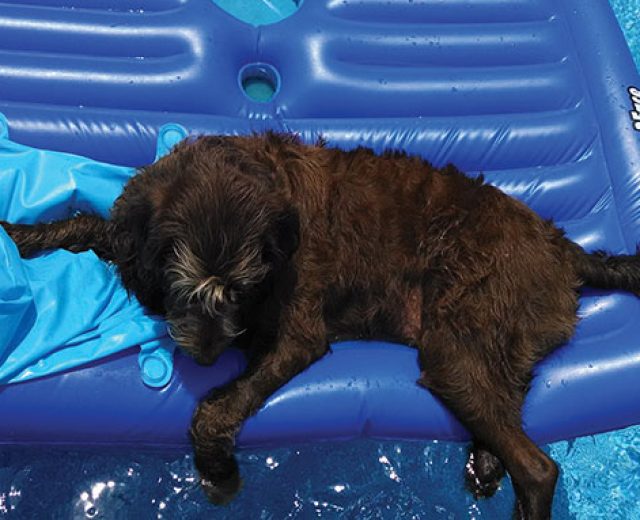 Dog-Pool