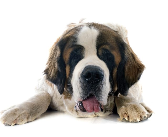 Saint Bernard