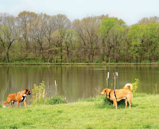 Two-dogs-in-front-of-lake