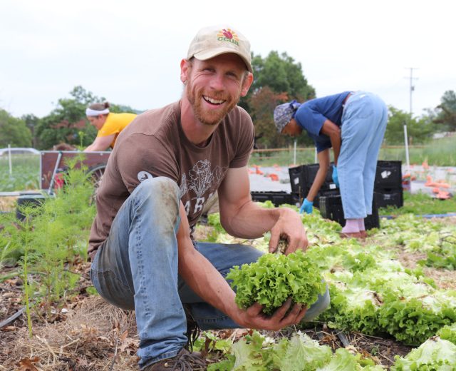 CCUA Volunteer Picking Lettuce at Farm