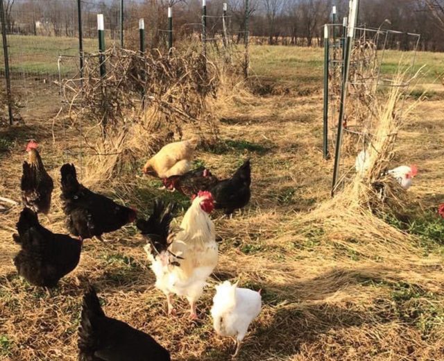 Chickens on a Small Family Farm Featured