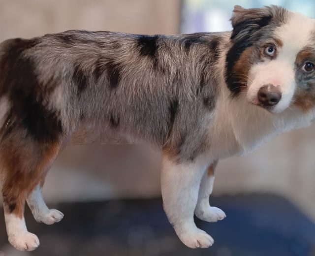 Featured Fast And The Fuzziest Dog Grooming