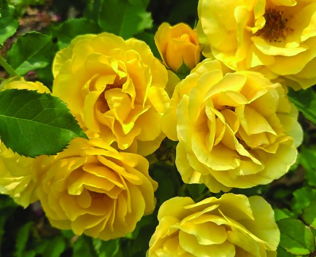 Featured Yellow Roses From Editor Jodie Jackson Jr Garden