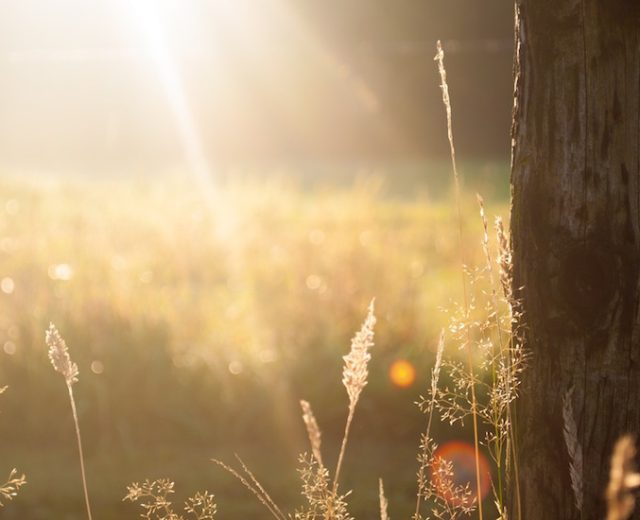 field-summer-sun-meadow