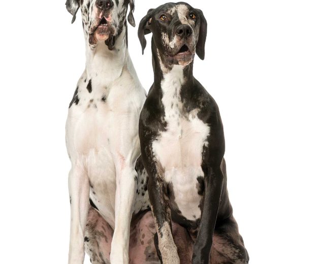 great-danes