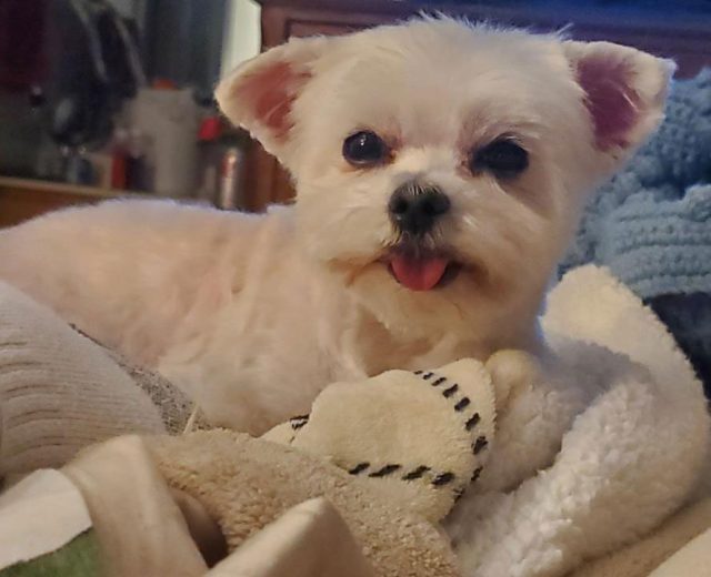 A 5 pound teacup Maltese named Izzy looks at the camera with her tongue out.