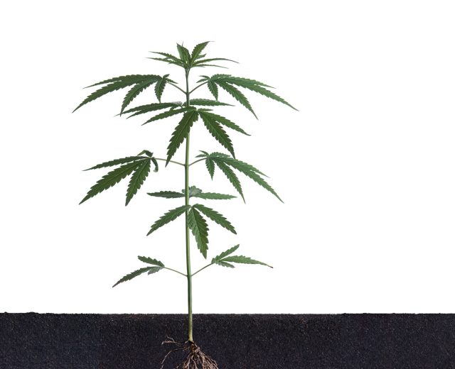 Marijuana Plant Roots Visible In Soil