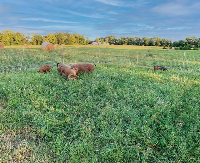 pigs-snuffling-in-a-field-in-front-of-a-fence-behind-which-are-rolls-of-hay-in-front-of-a-spanning-blue-sky